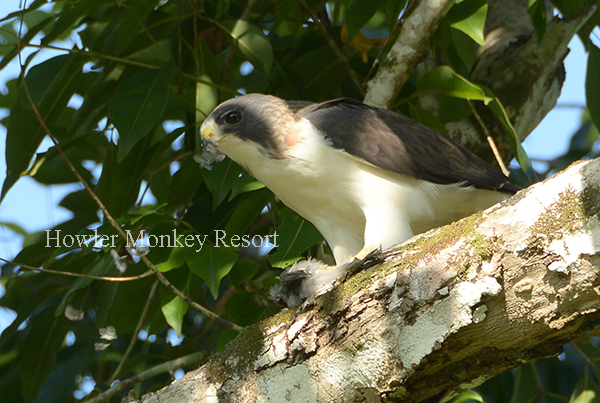 White-tailed Hawk spotted at Howler Monkey Resort